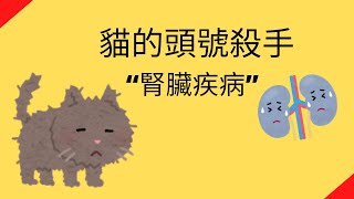 [情報/知識] 腎臟疾病－認識貓的頭號殺手