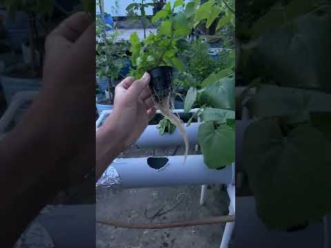 Hydroponic Mint | 22 July 2022 #hydroponics #mint #10xGarden