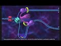 DNA replication in prokaryotic cell 3D animation with subtitle