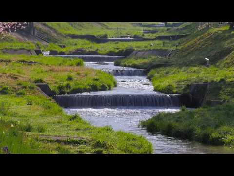 観音寺川の桜（猪苗代町）