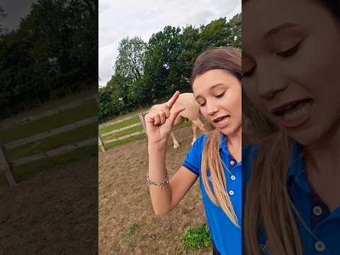 clock itttt 😝🤏🏼 #horse #clockit