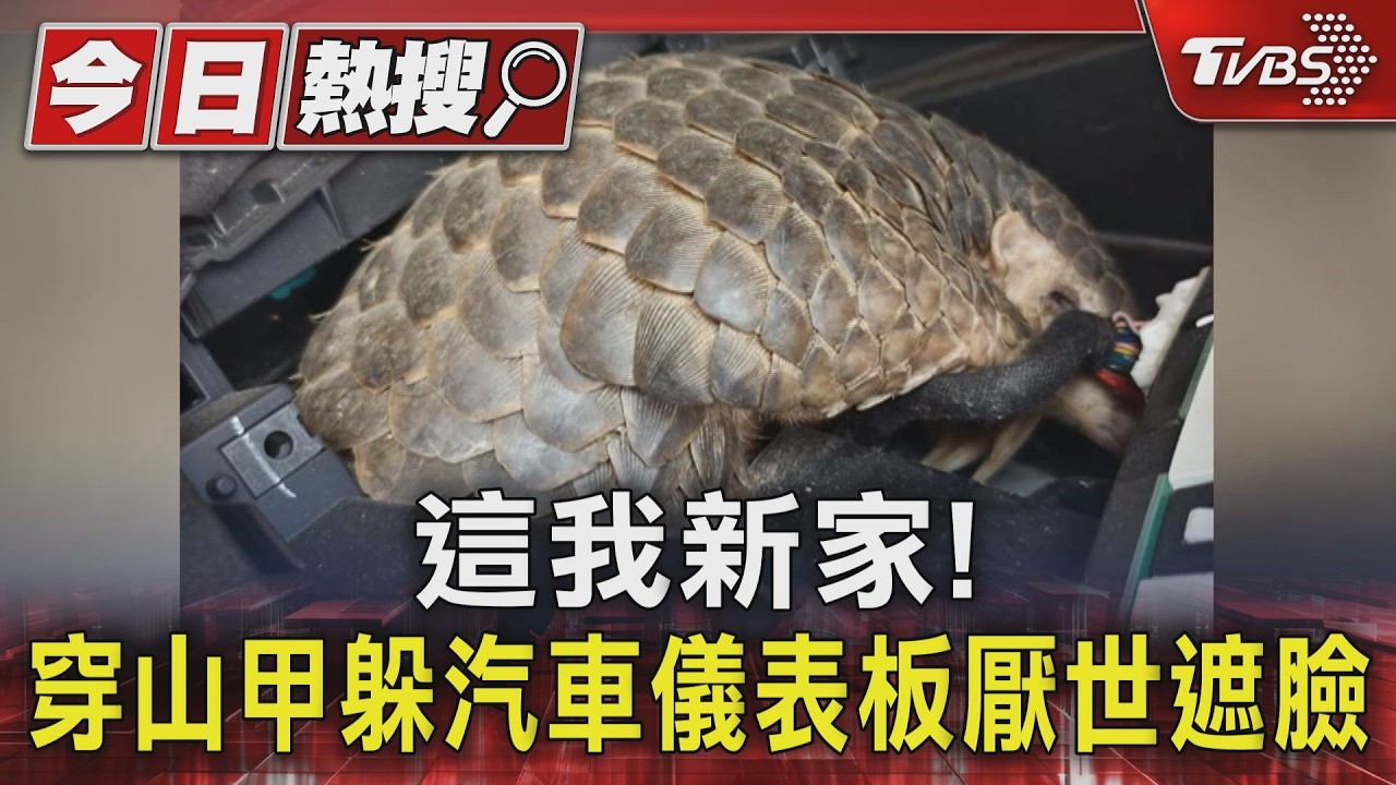 #獨家 這我新家! 穿山甲躲汽車儀表板厭世遮臉|TVBS新聞 @TVBSNEWS01