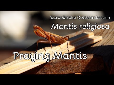 Eur. Gottesanbeterin (Mantis religiosa) frisst! Praying mantis - Eats!