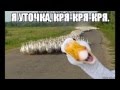 Я уточка , я в луже !!! ахаха 