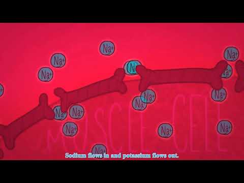 Trần Thị Ngọc Huyền The surprising reason our muscles get tired