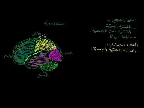 الصف الثاني عشر الأحياء علم الأحياء البشري مقدمة عن وظائف القشرة المُخية