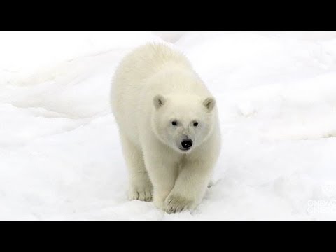 To the Arctic 3D (Clip 'Curious Polar Bears')