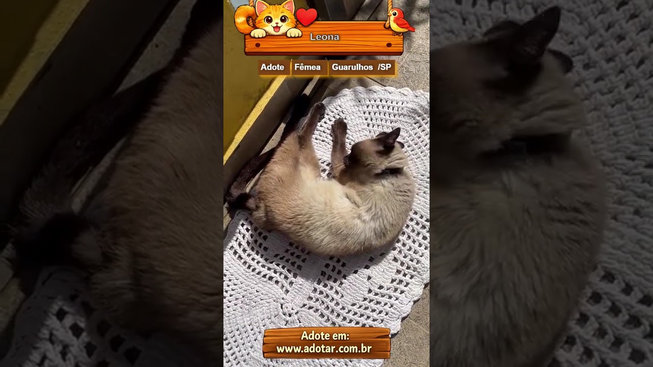 Gato raça Siamês idade 4 anos nome Leoninha