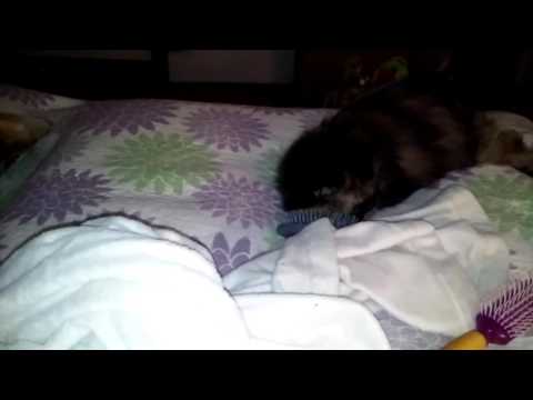 Midnight Monkey Grooming