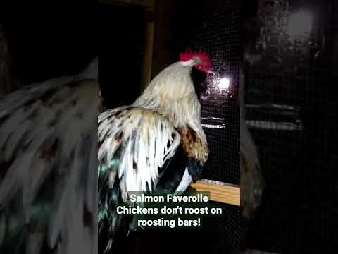 , title : 'Salmon Faverolle Chickens don't roost on roosting bars!'