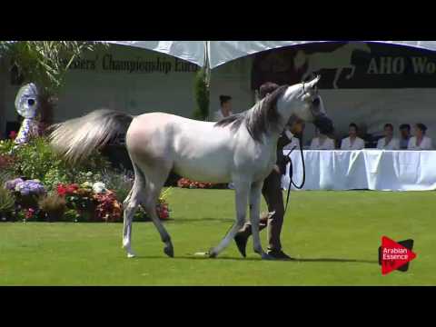 N.1 TM GALILEAH - Chantilly 2017 World Cup - Yearling Fillies (Class 1A)
