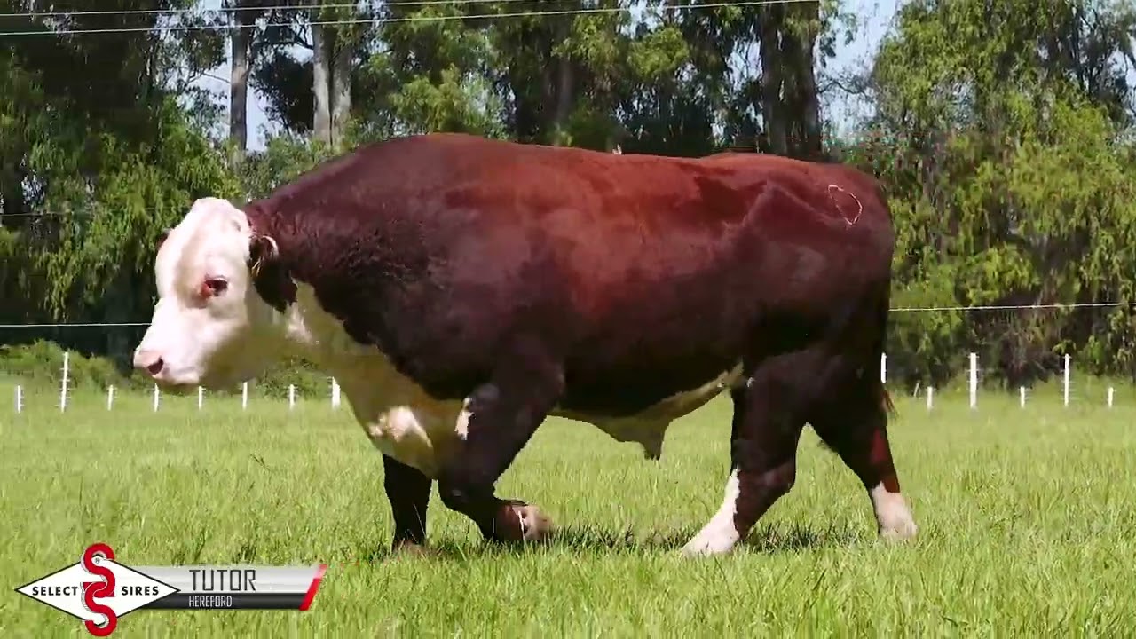 Vídeo CANOA MIRIM 174 TUTOR