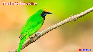 Download lagu CHIM THANH TƯỚC GỌI BẦY GIỌNG CỰC HAY mp3 Download lagu CHIM THANH TƯỚC GỌI BẦY GIỌNG CỰC HAY mp3