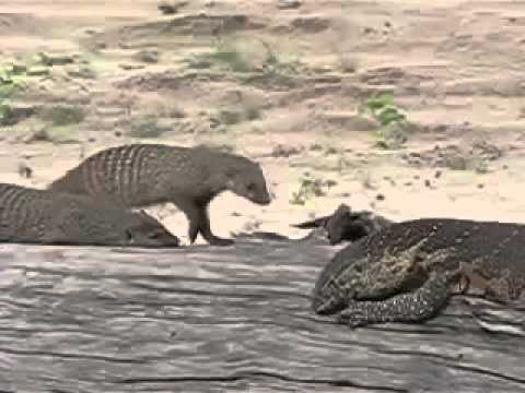Bandit Mongoose harassing a Water Monitor