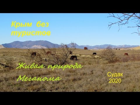 Крым, Судак 2020, Меганом без туристов. Живая природа зимним утром 13 января
