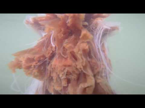 Video thumbnail — Lion's Mane Jellyfish Close-Up — Cyanea capillata Firth of Forth