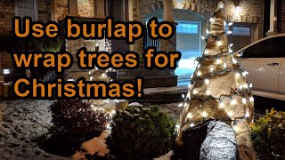 How to use burlap to wrap trees/plants for Christmas and winter protection?