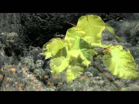 Wasser des ewigen Lebens umsonst durch Jesus Christus