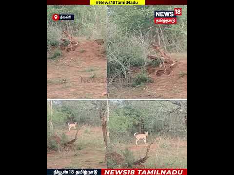 Deer | நேருக்கு நேர் எதிர்கொண்ட புள்ளிமானை வேட்டையாட முடியாமல் சென்ற செந்நாய் | N18S