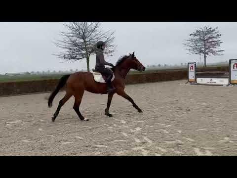 250207  2020 mare by Conthargos x Baloubet