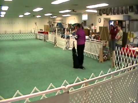 Jypsy AKC CD Leg #2 2nd Pl 1955.mpg