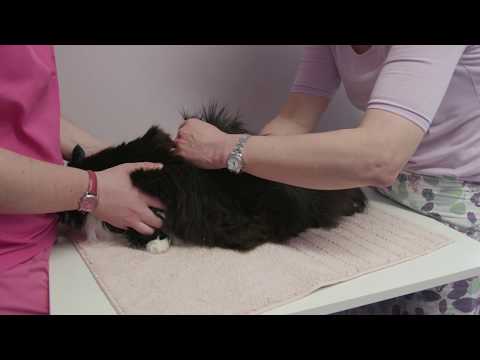 How to assess a cat's coat condition