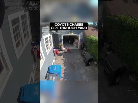 Coyote chases little girl through yard of Oregon home