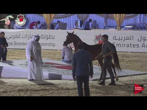 N 192 AJ SARAY   Emirates AHBC