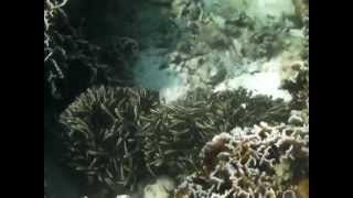 preview picture of video 'underwater bantayan island'