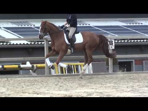 Belmera von Worrenberg, geb. 2010, Hann, Belissimo x Calypso II