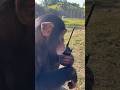 Chimpanzee On The Walkie Talkie