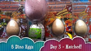Day 3 - Watch 5 Dino Eggs Hatch Into Baby Dinosaurs, Lizards, Snakes And Dinosaur Toys