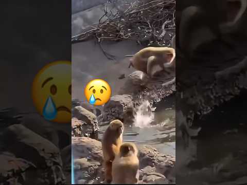 「悲報」パンチくん池に落とされる😢 Punch-kun gets dropped into the pond #monkey #市川市動植物園
