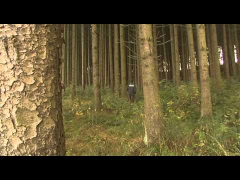 Forstwirtschaft im Kleinen: Wie sich Privatwald besser nutzen lässt