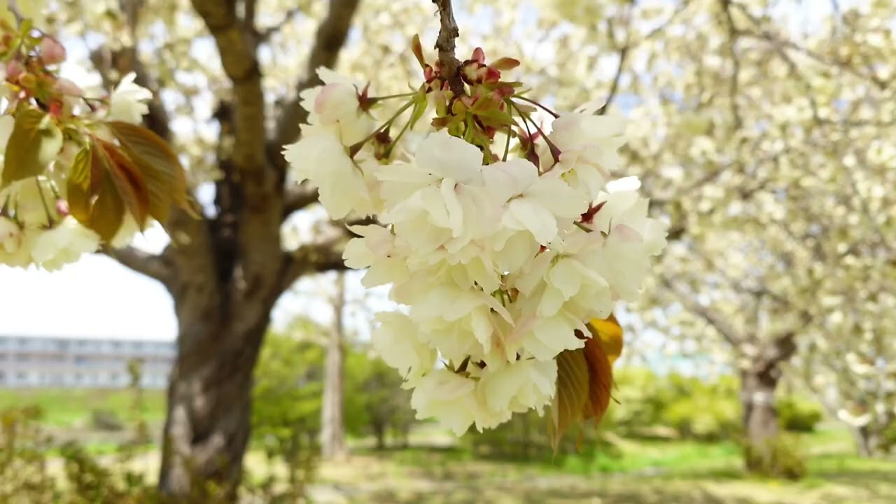 八戸市新井田公園の御衣黄桜／白バージョン