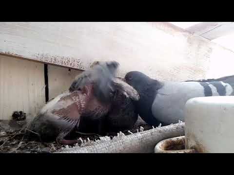 Dove Hatchling Feeding 2