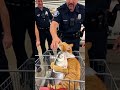 😼Why Did This Orange Cat Need Police Help at the Supermarket? #catlovers #entertaininganimals #funny