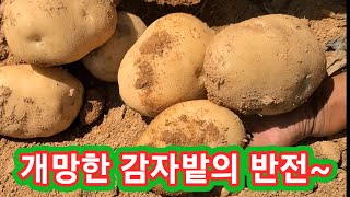 개망한 감자밭의 반전 두백감자 캐는날~~