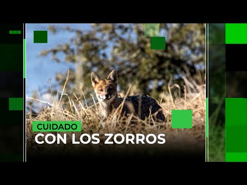 CUIDADO CON LOS ZORROS: animales salvajes al ataque en Canning