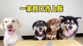 [問卦] 阿拉斯加犬+拉不拉多為毛會生出色違種?