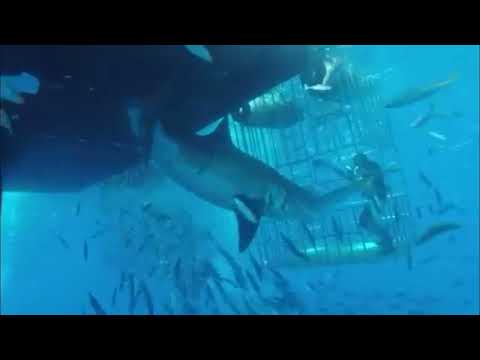 CRAZY HUGE GREAT WHITE SHARK ATTACKS  CAGE