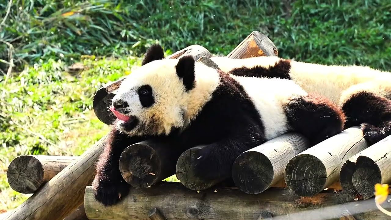 Ayo & Teo x M.D.M.A - Siamese