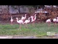 Lesser Flamingos At Cleveland Metroparks Zoo