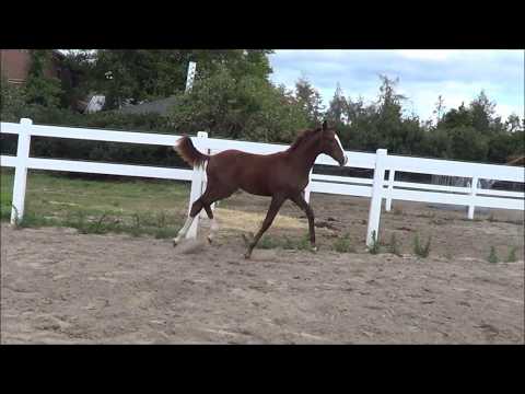 Benicia B *2019 v. Benicio - Quaterback