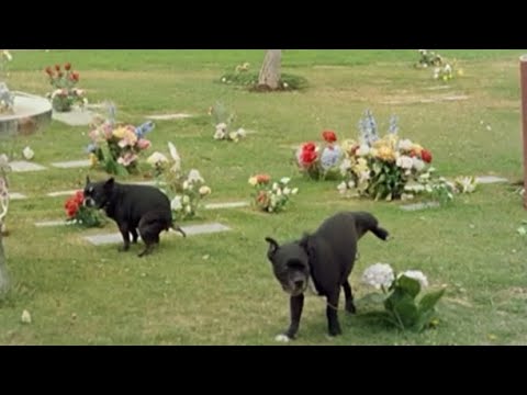 Mondo Cane (1962) - Dog Cemetery