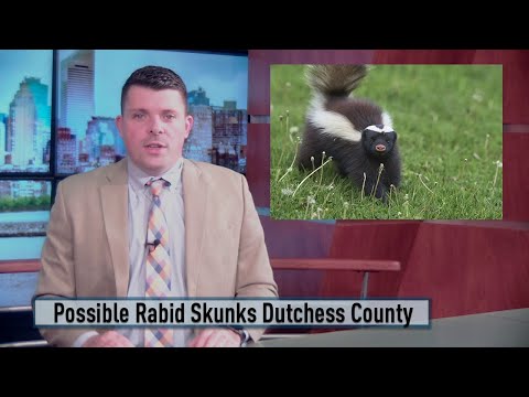 NY Poughkeepsie Officials Warning Residents About Possible Rabid Skunks