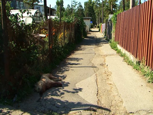 Собаки нападают на людей!