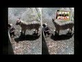 Delhi Zoo Accident 19 Years Boy Was Killed By White Tiger