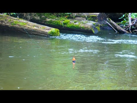 Skinny Water King Salmon BOBBER DOWNS + Spinner Strikes (Michigan 2022)