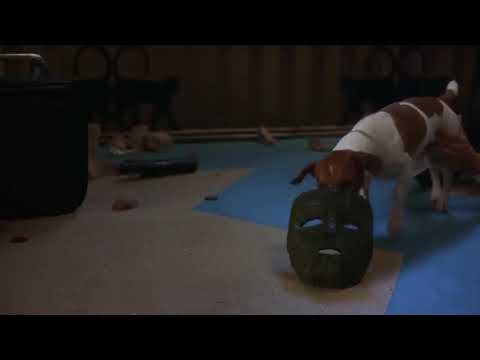 O Cachorro Milo do Maskara usando A Maskara #Omaskara #comedia #humor #tiririca